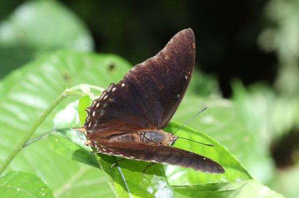 Charaxes virilis male UPS
